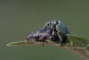 Phyllobius pomaceus
